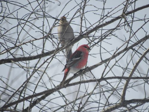 Pine grosbeak(1).jpg